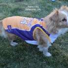 RTR-141-2XL_altpic_2