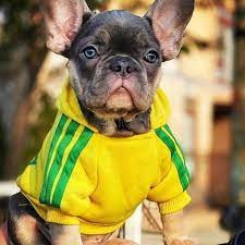 Adidog kapucnis Kutyapulóver – sárga, 3XL